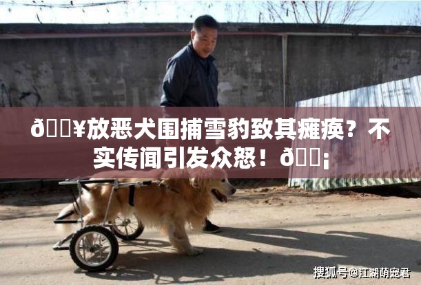 🔥放恶犬围捕雪豹致其瘫痪？不实传闻引发众怒！😡